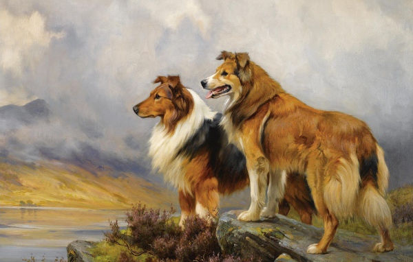 Картина с собаками колли