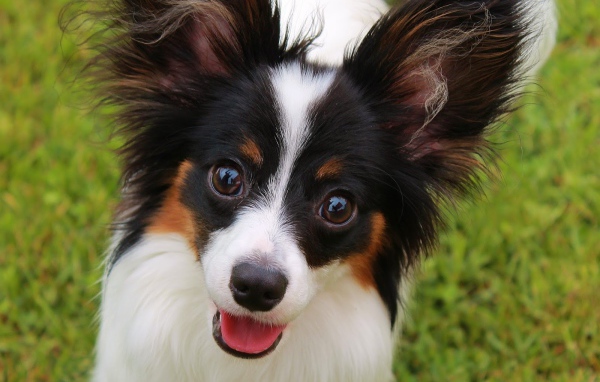 Папильон французская порода собак