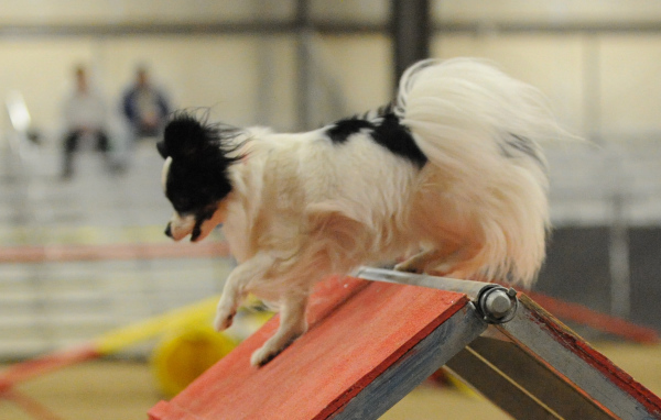 Собака папильон на тренировке