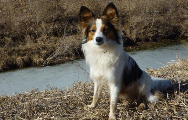 Papillon on the bank of the creek