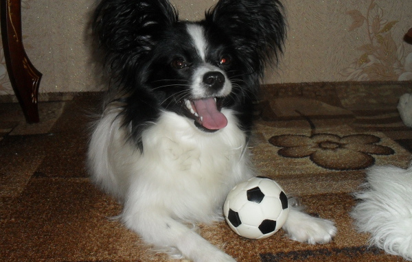 Папильон играет в футбол