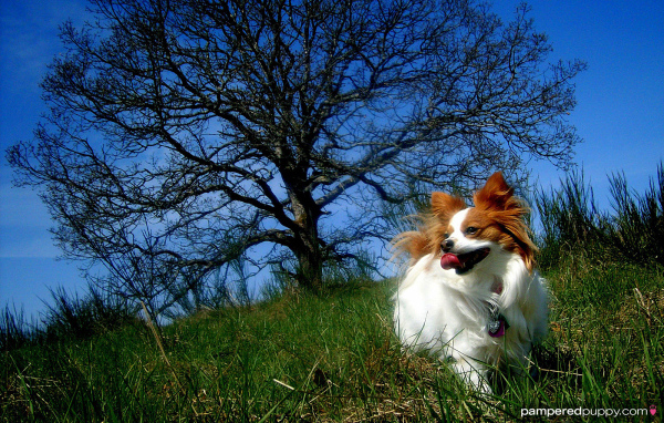 Папильон играет у дерева