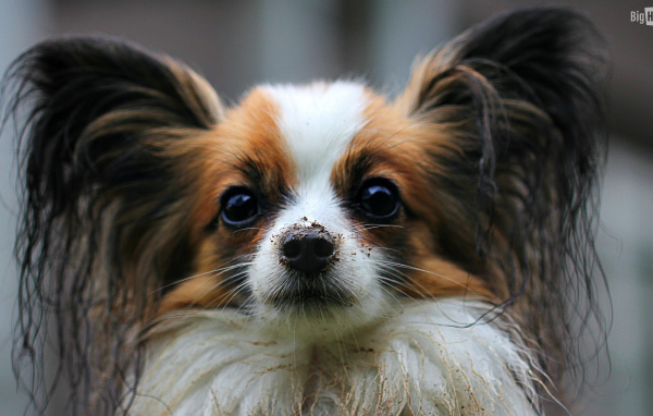 Папильон с грязным носом