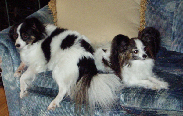 Пара папильонов на кресле