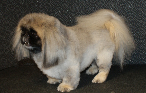 Собака пекинес на черном фоне