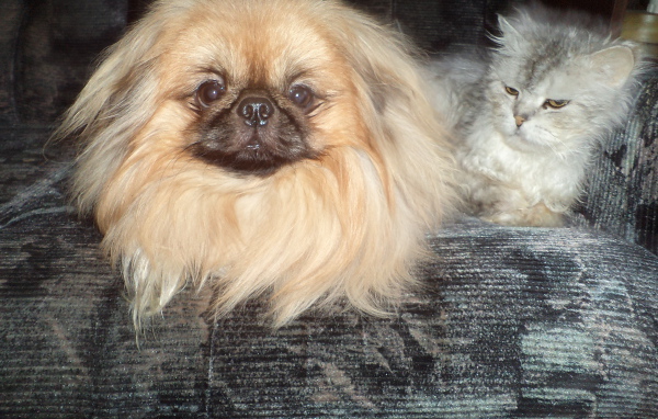 Пекинес и недовольный кот