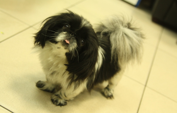 Пекинес стоит на полу
