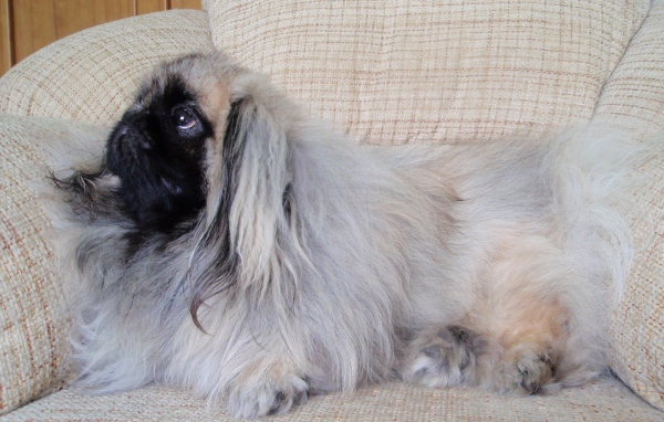Пекинес лежит на кресле