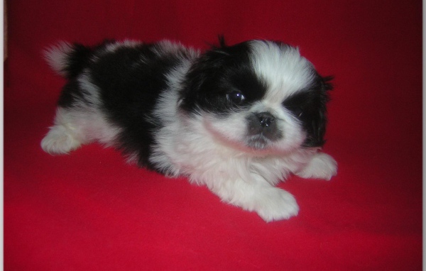 Щенок пекинеса на красном фоне