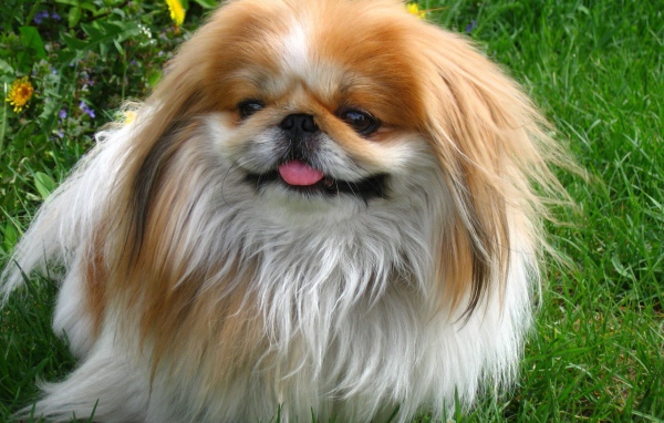 Пекинес гуляет в саду