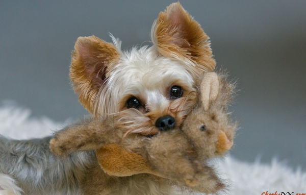 Пекинес с игрушкой