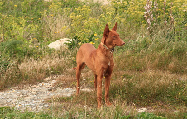 Фараонова собака в траве