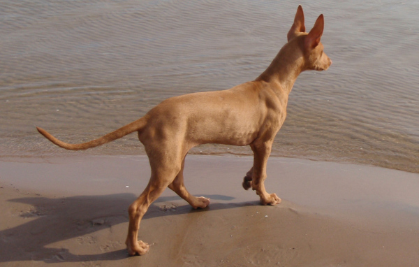 Фараонова собака у воды