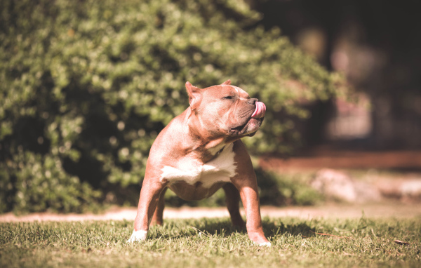Питбуль облизывает нос