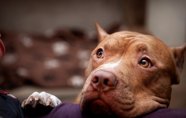 Питбуль смотрит на хозяина