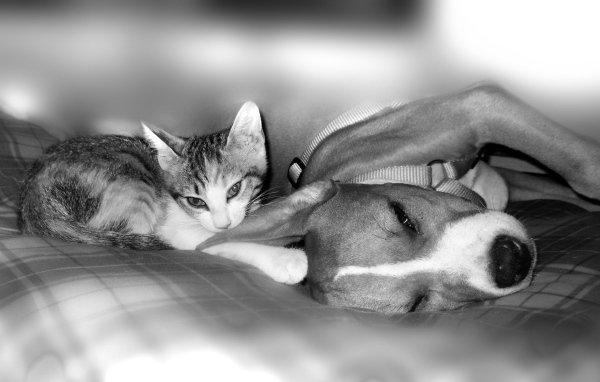 Питбуль с котенком