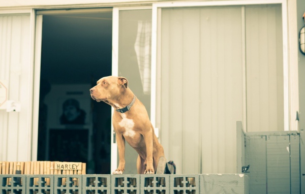 Питбуль охраняет дом