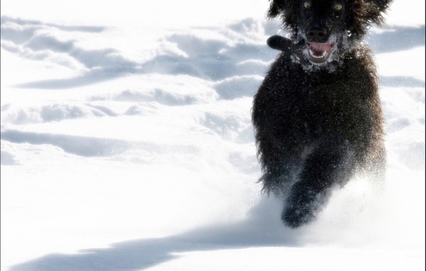 Игривый ирландский водяной спаниель