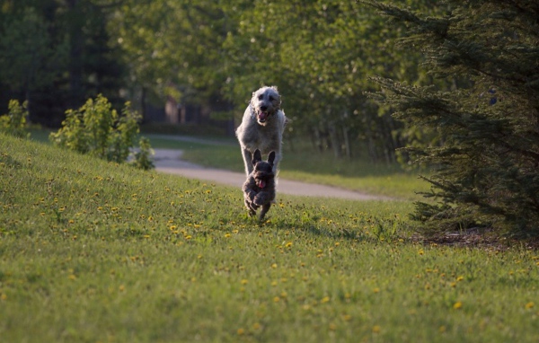 Игривый ирландский волкодав