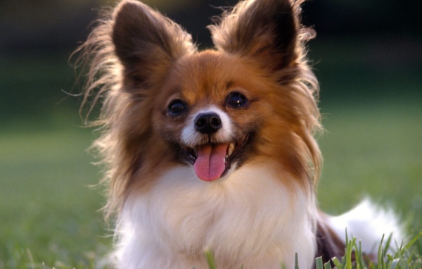 Игривый папильон в траве