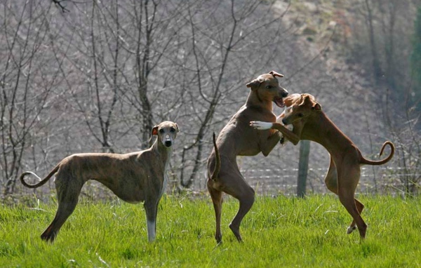 Игривые собаки азавак