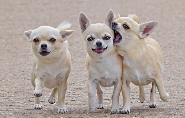 Игривые собаки чихуахуа