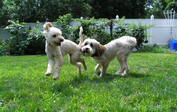 Игривые собаки бедлингтон терьер