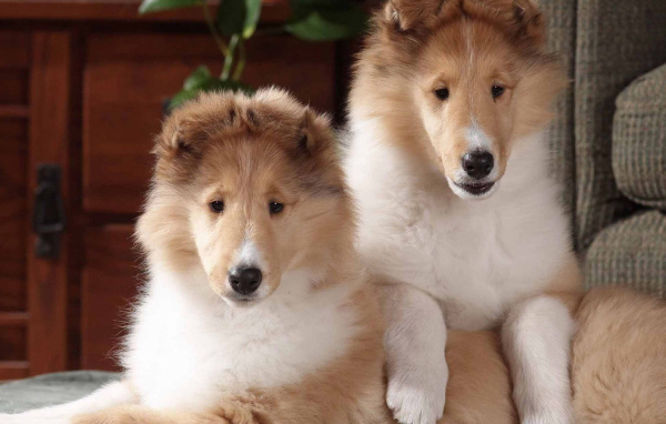 Игривые щенки колли