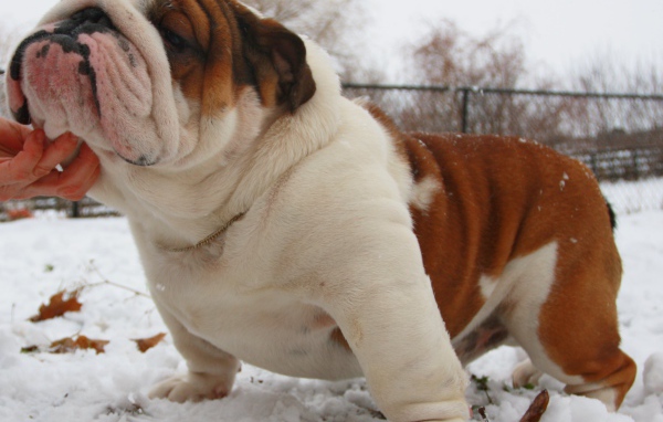 Довольный английский бульдог