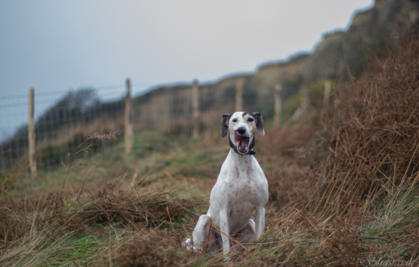 Довольный пес салюки