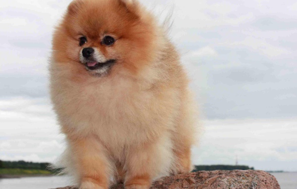 Померанский шпиц на камне