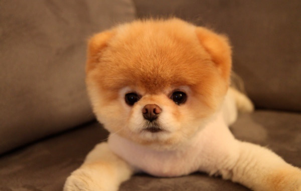 Померанский шпиц на диване