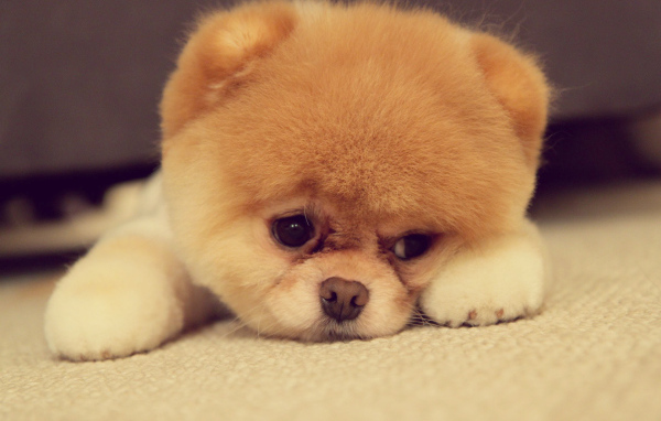 Померанский шпиц загрустил