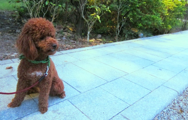 Пудель на прогулке