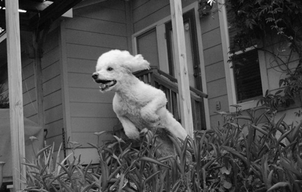 Пудель в прыжке