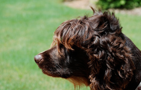 Пудель на фоне травы