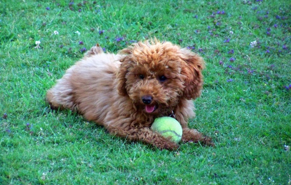 Poodle playing with a ball