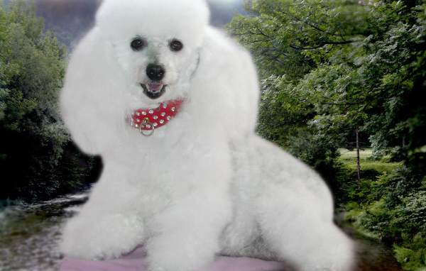 Пудель белое облачко