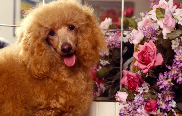 Пудель с букетом