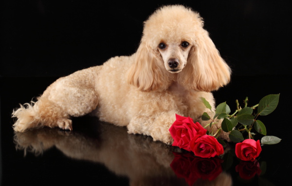 Пудель с букетом роз