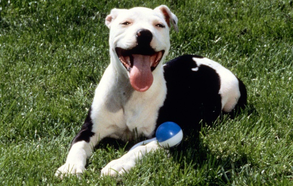 Довольная собака питбуль