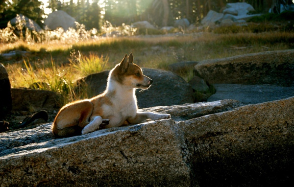 Гордый норвежский лундехунд