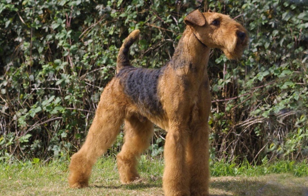 Гордый пес эрдельтерьер