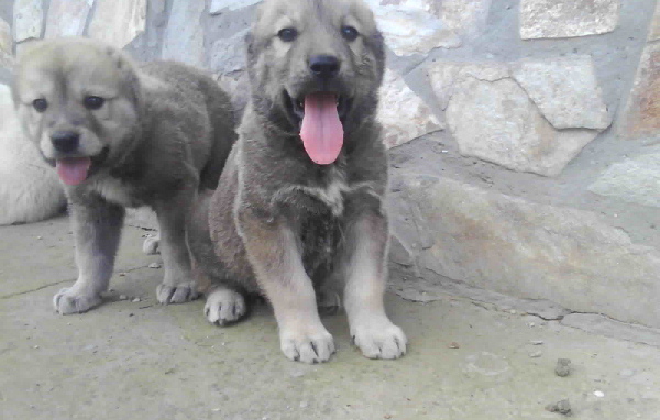 Щенки алабая высунули языки