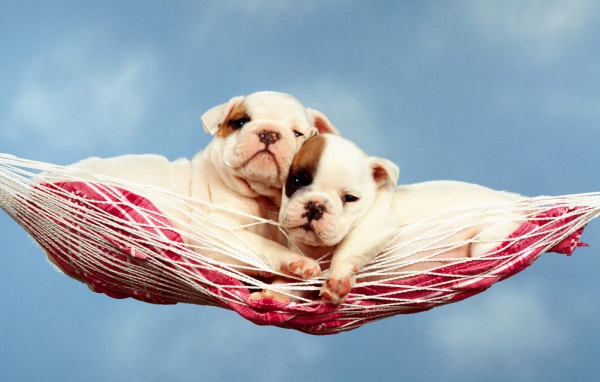 Щенки в гамаке