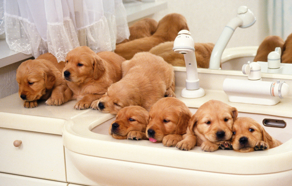 Щенки хотят купаться