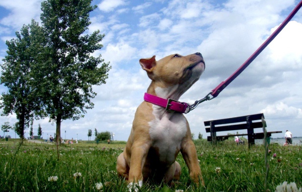 Щенок американского стаффордширского терьера на поводке