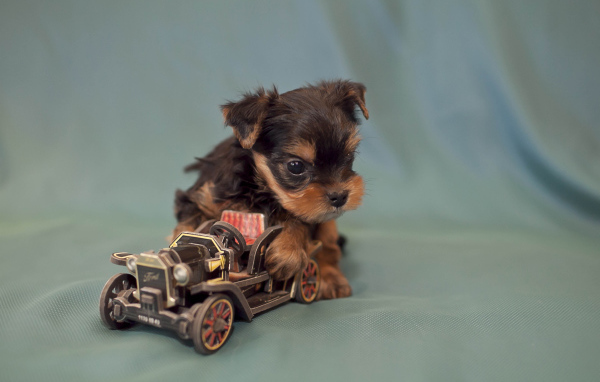 Щенок бивер йорк