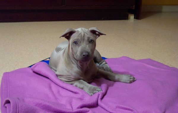 Щенок собаки тайский риджбек