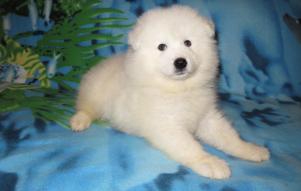 Щенок самоедской лайки